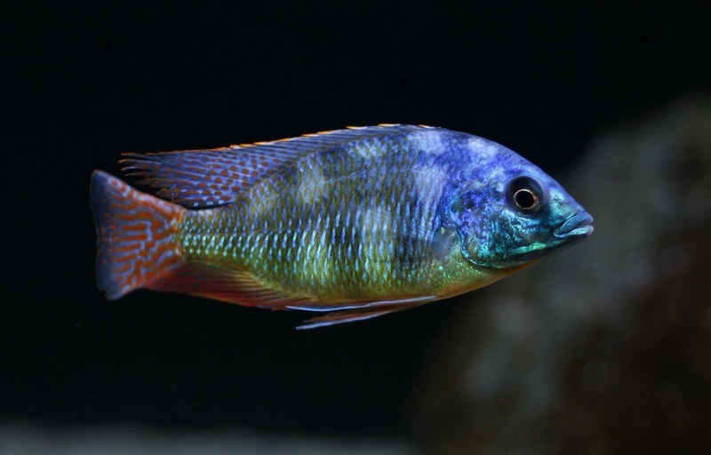 Protomelas sp. 'johnstoni solo' Makonde